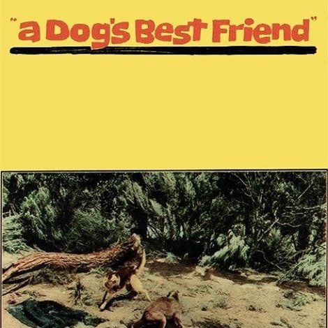 A Dog's Best Friend
