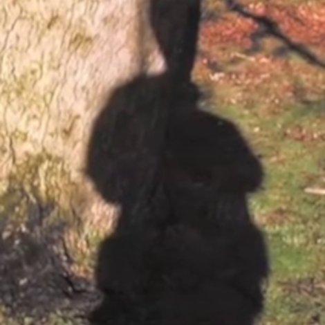 Forest Murmurs