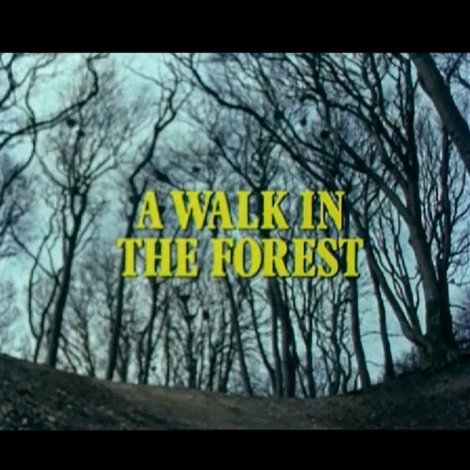 A Walk in the Forest