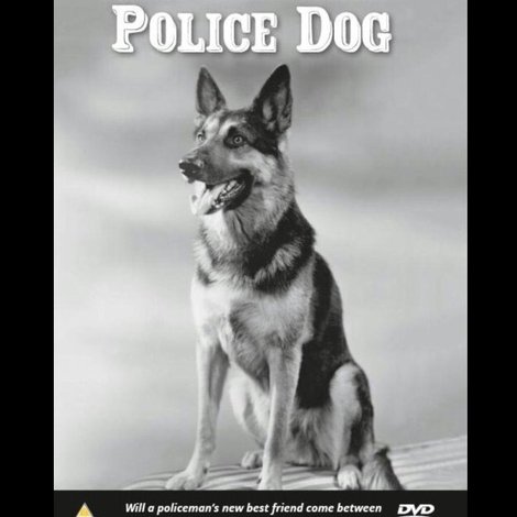Police Dog