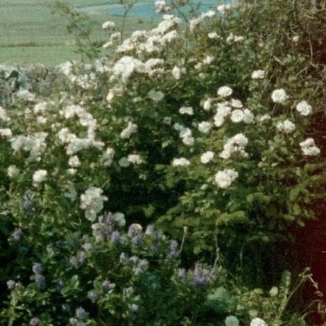 Glimpses from a Visit to Orkney in Summer 1995