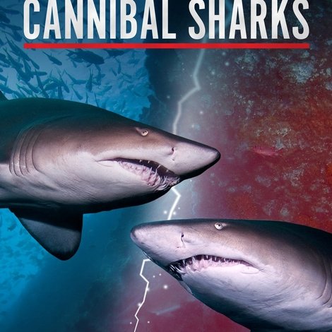 Cannibal Sharks