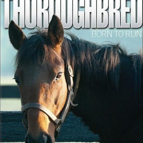 Thoroughbred: Born to Run