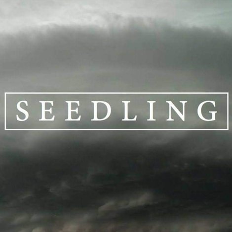 Seedling