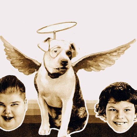 Dog Heaven