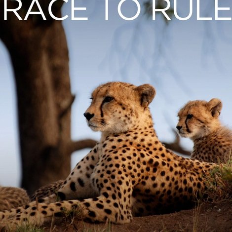 Cheetah: Race to Rule