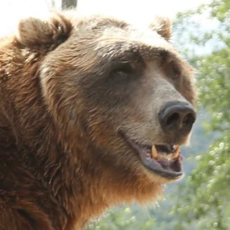 Bart The Bear's profile