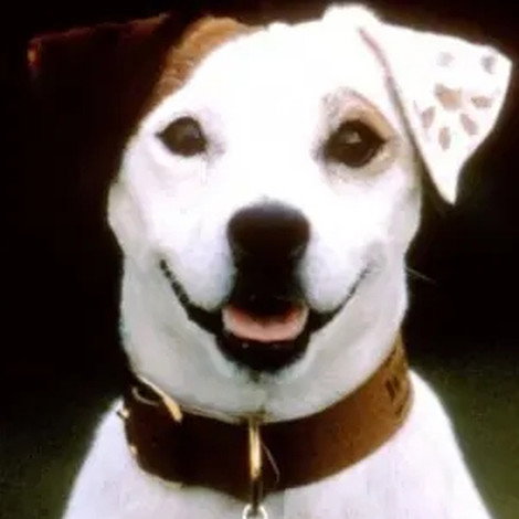 Soccer the Dog