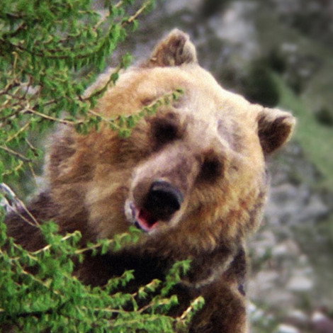Bozo the Bear