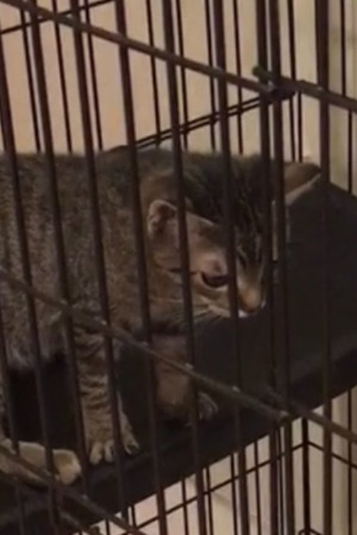 Random Twin Cat #1