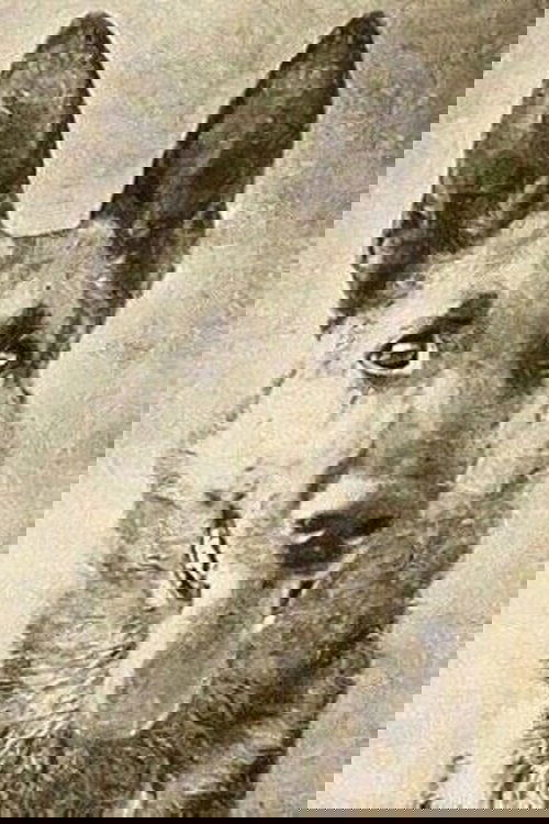 Thunder