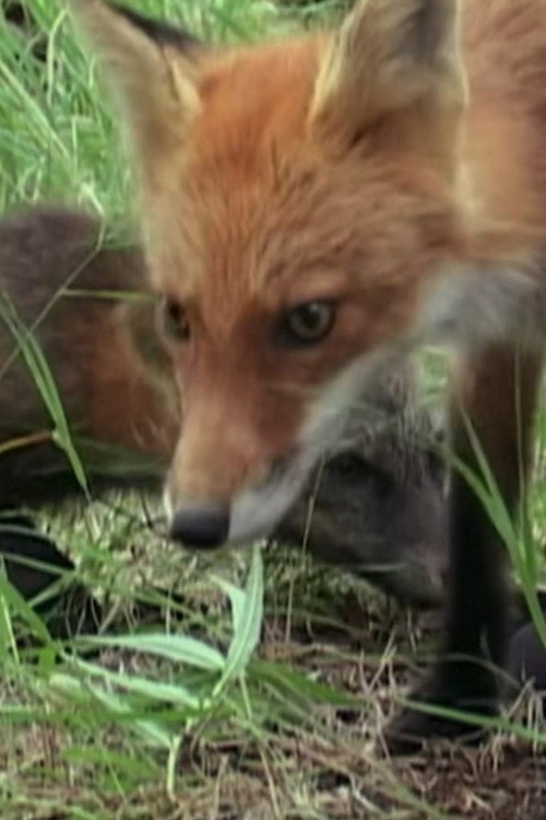 Ghost the Fox’s Playmate