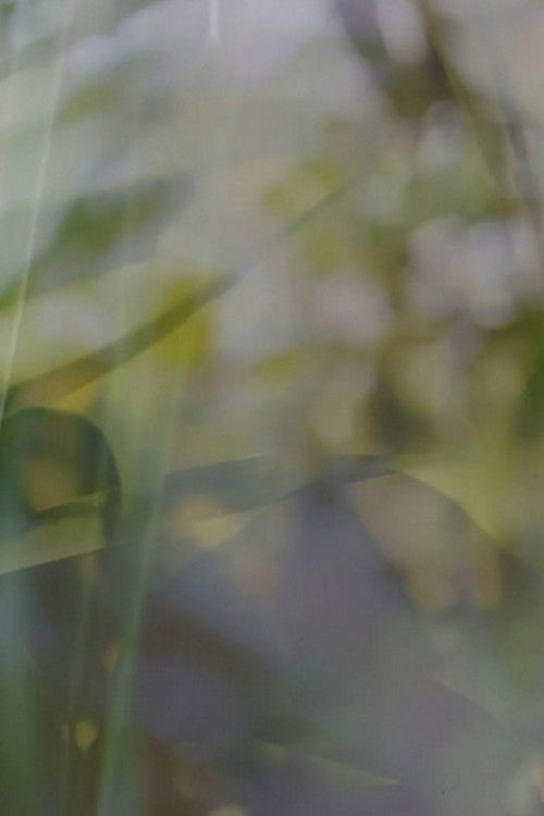 Nostalgic Repetitions: Alson's Garden, Part One poster Nostalgic Repetitions: Alson's Garden, Part One (2021) streaming ITA film completo Full HD