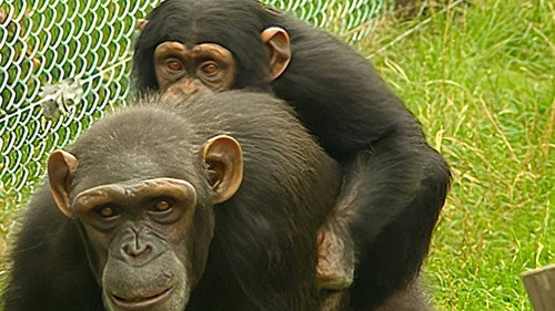 Monkey Business第3季第2集
