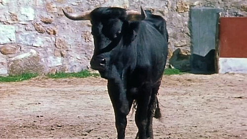 A Bull to Pamplona
