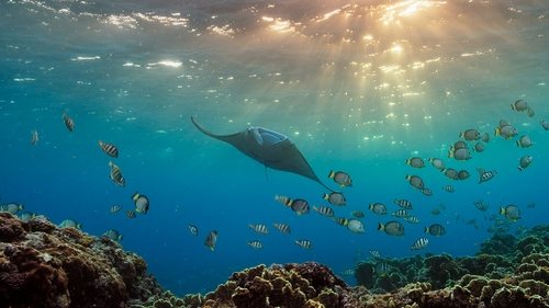 Kusursuz Gezegen - Okyanus