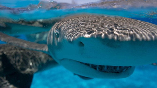 Requin - Le mangeur de sable (2021) Watch Full Movie Streaming Online