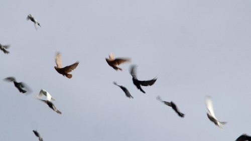 images