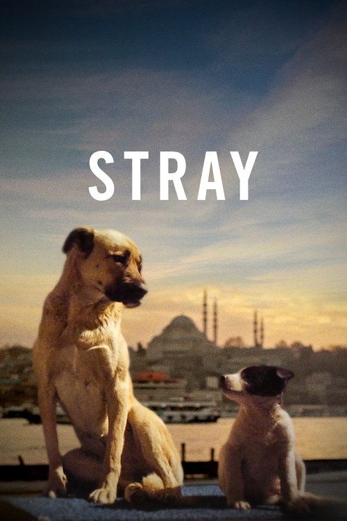 Watch Stray (2021) Full Movie Online Free