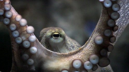 Explained - 3. Bölüm