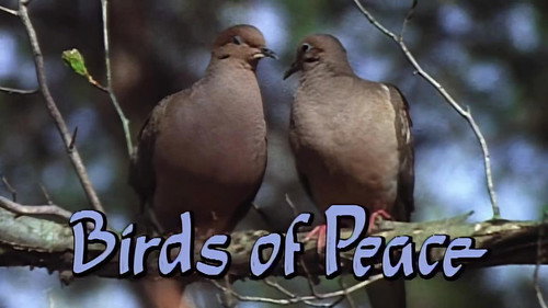 Birds of Peace