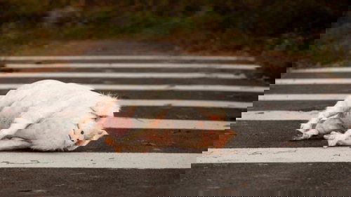 Pig at the Crossing