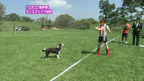 Animal Training Challenge (Mitsui Aika first appearance)