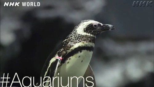 Penguin Paradise [#Aquariums]
