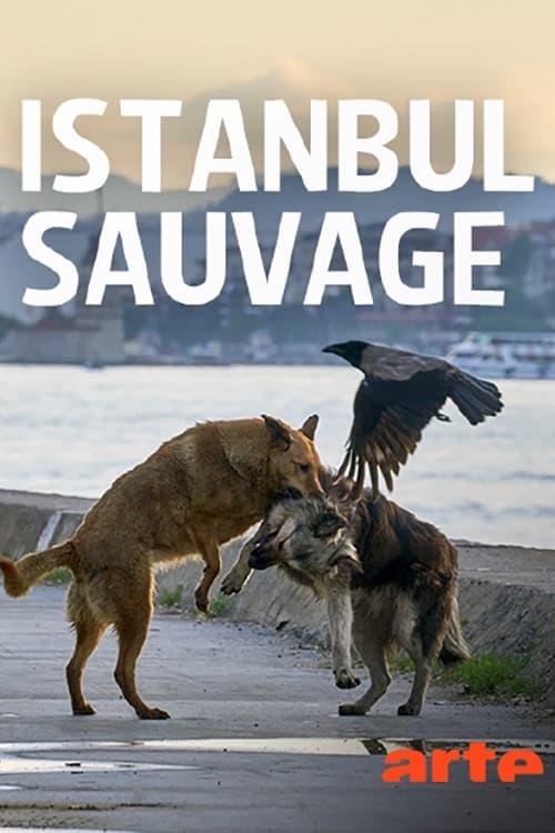 Istanbul+sauvage