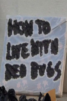 How To Live with Bed Bugs