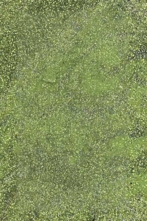Duckweed's poster