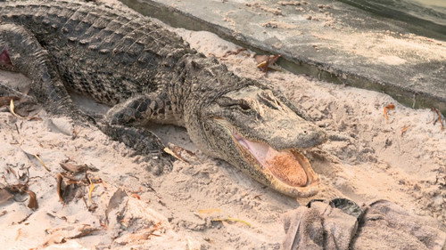 Gator-Aid