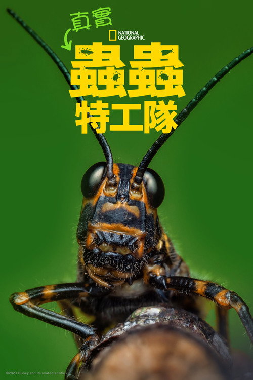 虫虫历险记电影海报