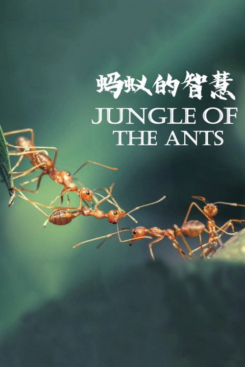蚂蚁的智慧电影海报