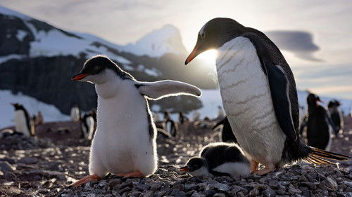 Secrets of the Penguins - 3. Bölüm