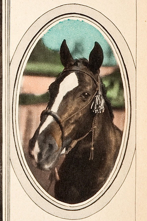 Tony the Horse