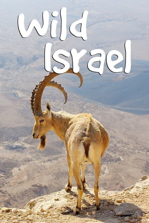 Poster of Wild Israel