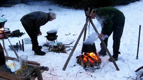 Et vildsvin på Djursland
