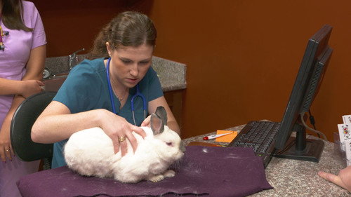 A Magic Rabbit Act
