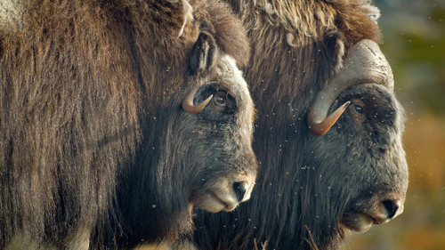 Vahşi Amerika - Kuzey Diyarı