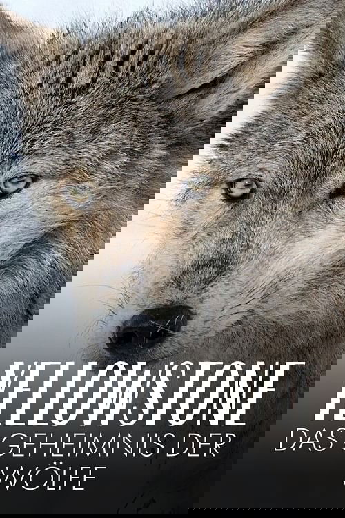 Yellowstone: The Mystery of the Wolves Poster