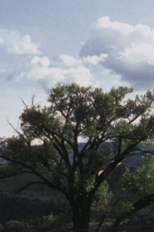 Carter Jackson's Cottonwood