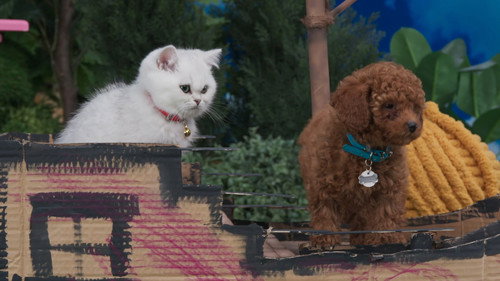 The Happy Day Parade