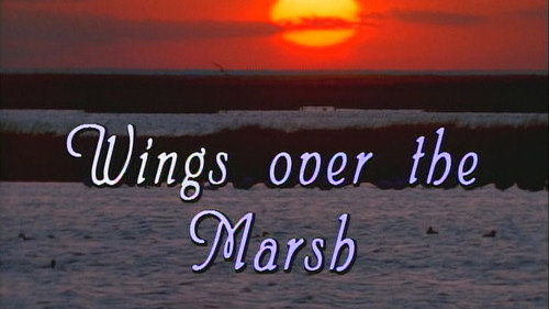 Wing over the Marsh