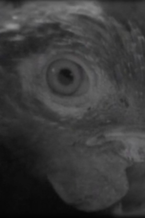 Ojo de pez电影海报