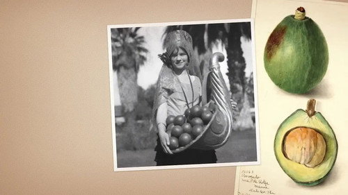Oranges & Avocados: A Tale of Two Fruits