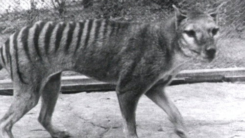 Thylacine Footage