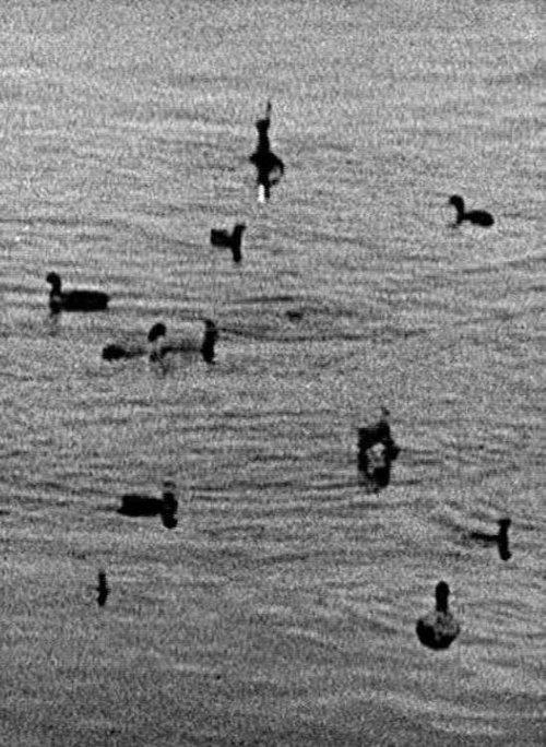 bekijk film Coots (1998) Full Movie Streaming Coots (1998) Bekijk volledige filmstreaming online