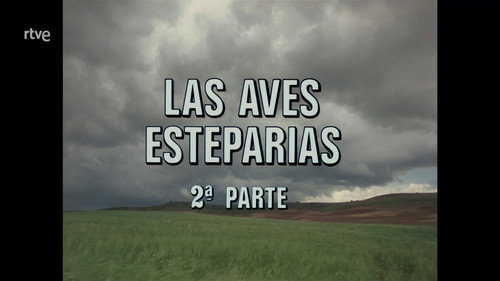 The Steppe Birds II