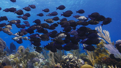 Roatan
